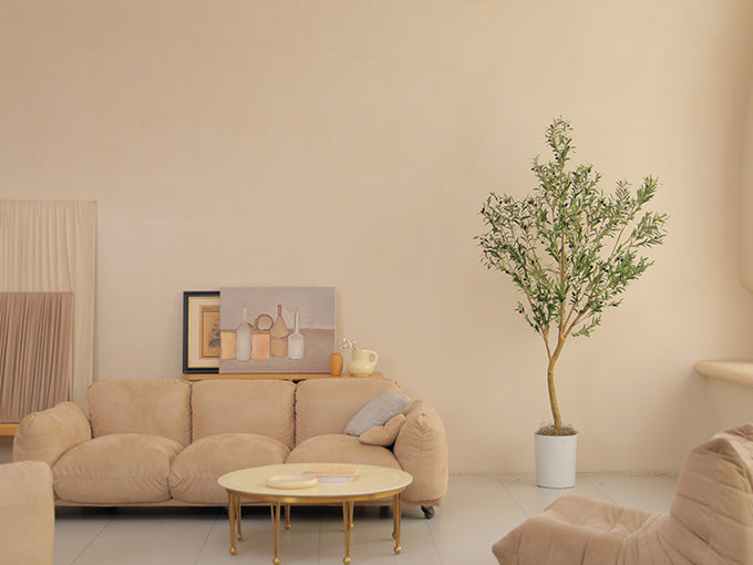 The Art of Placing Olive Trees in the Home
